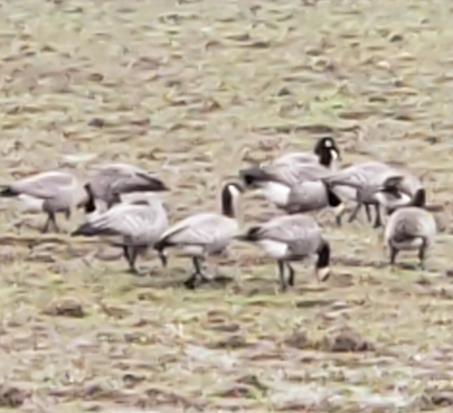 Canada Goose photographed in Washington
