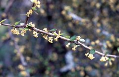 Pittosporum obcordatum