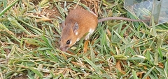 Acomys wilsoni
