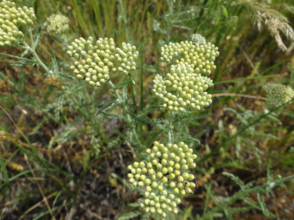 Achillea micranthoides