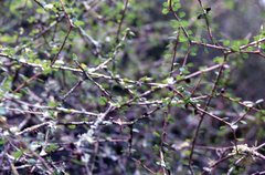 Pittosporum obcordatum
