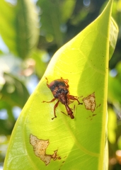 Strigapoderus tranquebaricus