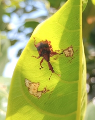 Strigapoderus tranquebaricus