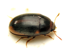 Archeocrypticidae