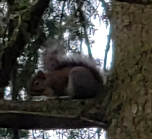 Eastern Gray Squirrel photographed in Washington