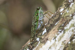 Dyticopycna semiclara