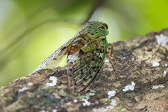 Dyticopycna semiclara