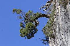 Juniperus phoenicea