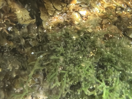 Laurencia mcdermidiae observed 2022-01-18