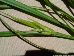 Carex backii