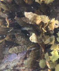 Dictyopteris plagiogramma