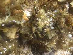 Dictyopteris plagiogramma