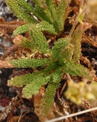 Ivesia lycopodioides
