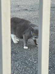 Felis catus