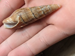 Isara glabra