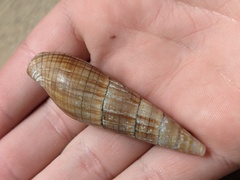 Isara glabra