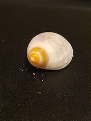Paratrophon patens