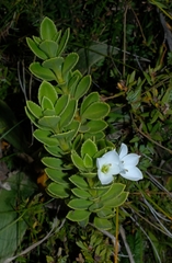 Veronica macrantha macrantha