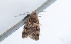 Barea exarcha