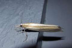Orocrambus angustipennis