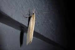 Orocrambus angustipennis