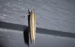 Orocrambus angustipennis