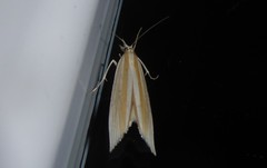 Orocrambus angustipennis