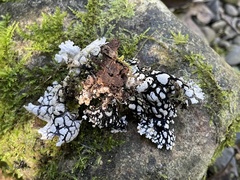 Lobaria isidiosa