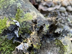 Lobaria isidiosa