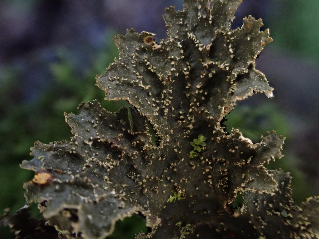 Lobaria isidiosa