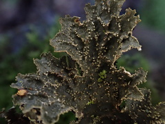 Lobaria isidiosa