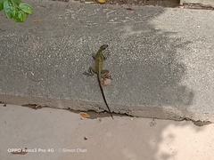 Hydrosaurus pustulatus