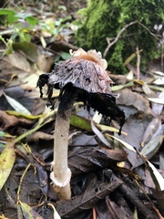 Coprinus comatus