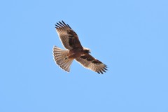 Little Eagle photo 4
