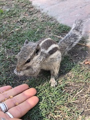 Funambulus pennantii