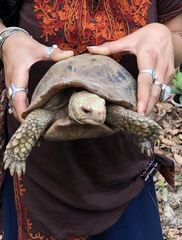 Indotestudo elongata