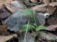 Indotestudo elongata