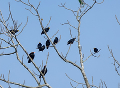 Ampeliceps coronatus