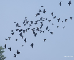 Ampeliceps coronatus