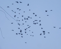 Ampeliceps coronatus