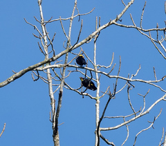 Ampeliceps coronatus