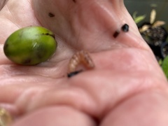 Leucinodes cordalis