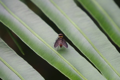 Pentatomophaga latifascia