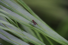 Pentatomophaga latifascia