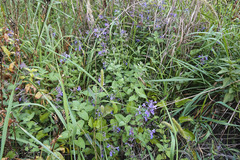 Nepeta × faassenii