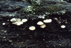 Panellus pusillus