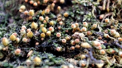 Venturiella sinensis