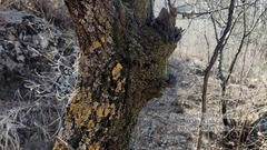 Venturiella sinensis