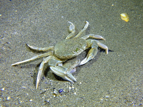Vernal Crab, photo 6 of 10