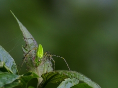 Peucetia formosensis